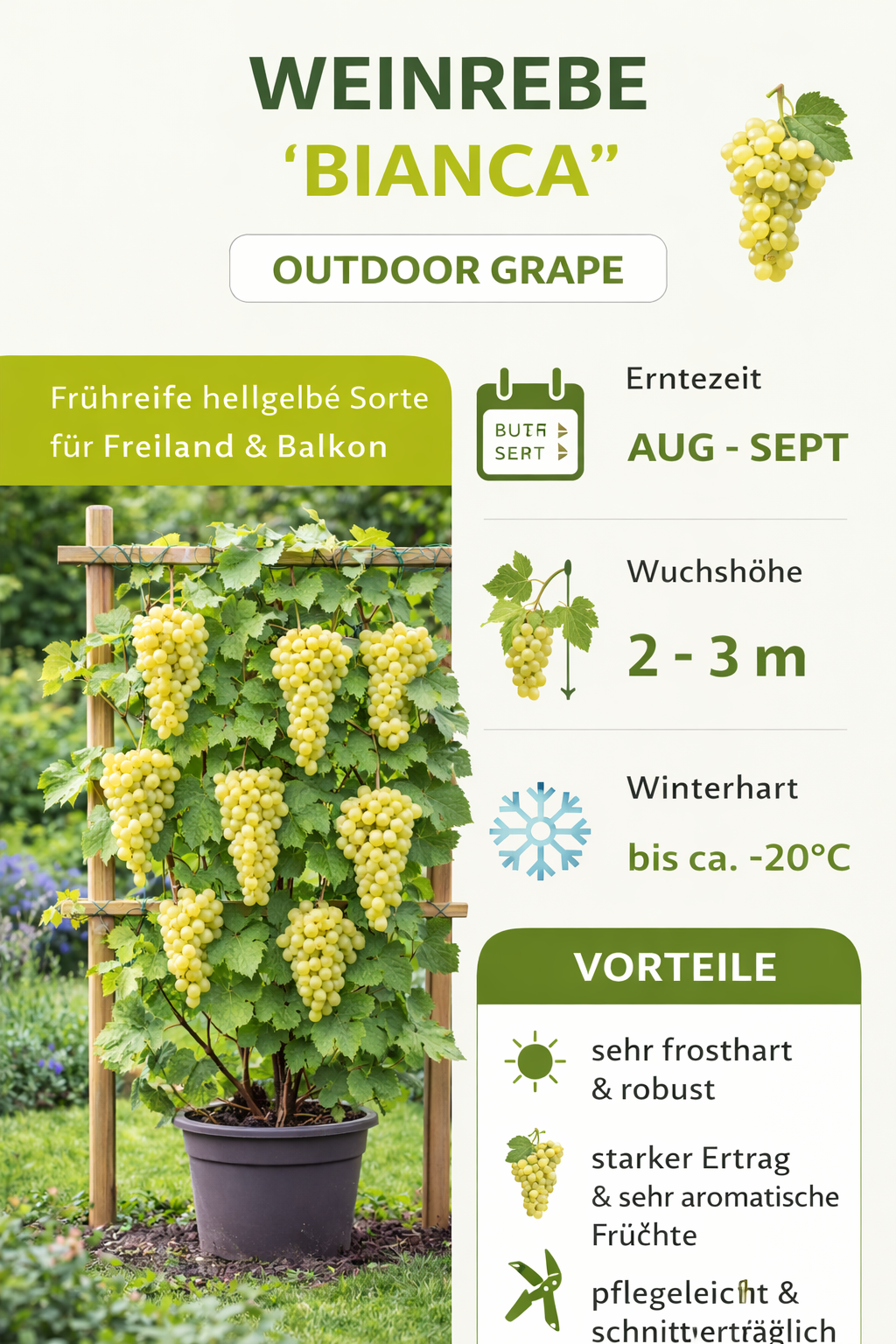 2 révy vinné 'Bianca' – Vitis vinifera | Stolní hrozny bílé | Odolný, produktivní, robustní | 30–50 cm včetně květináče o průměru 12 cm