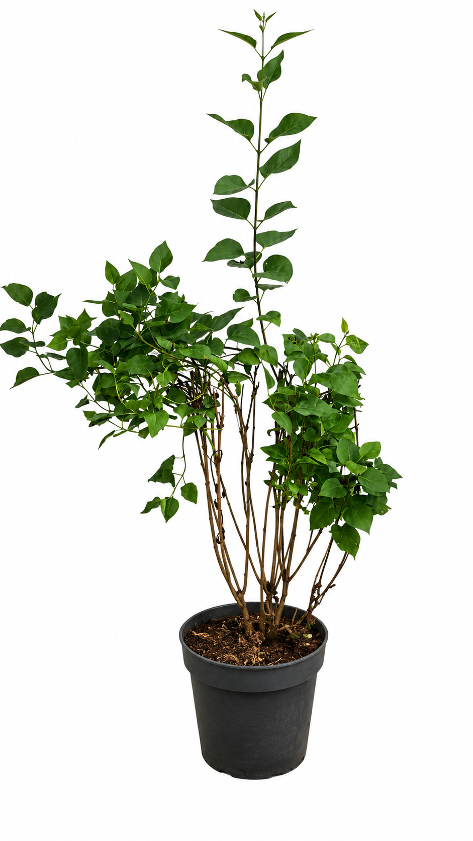 Syringa vulgaris Amethyst Flieder ca 100 cm Edel Flieder Duftflieder Gartenpflanze Blütenstrauch