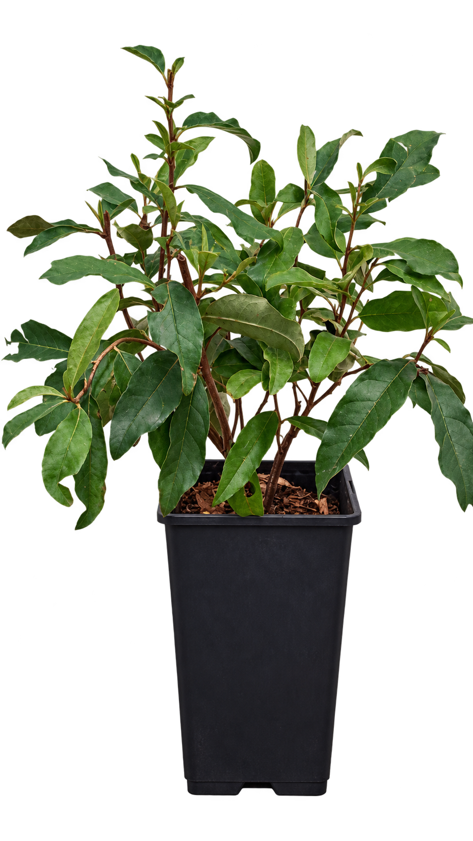 Schirm-Ölweide ‘Brilliant Rose’ – Elaeagnus umbellata, winterharter Beerenstrauch mit essbaren Früchten – 40–60 cm inkl. Topf