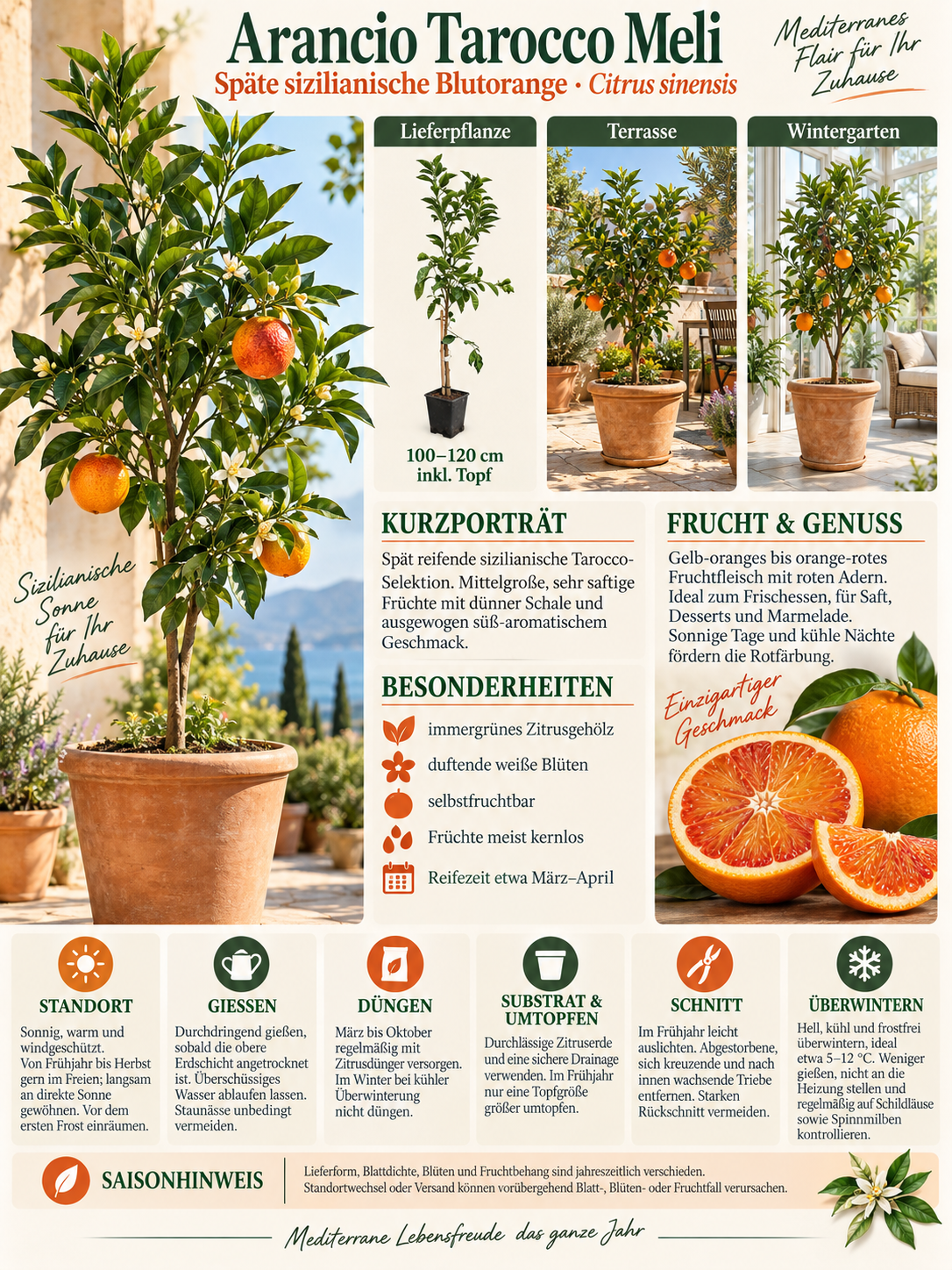 Tarocco Meli Blutorange 100–120 cm – Citrus sinensis Orangenbaum für Terrasse und Wintergarten