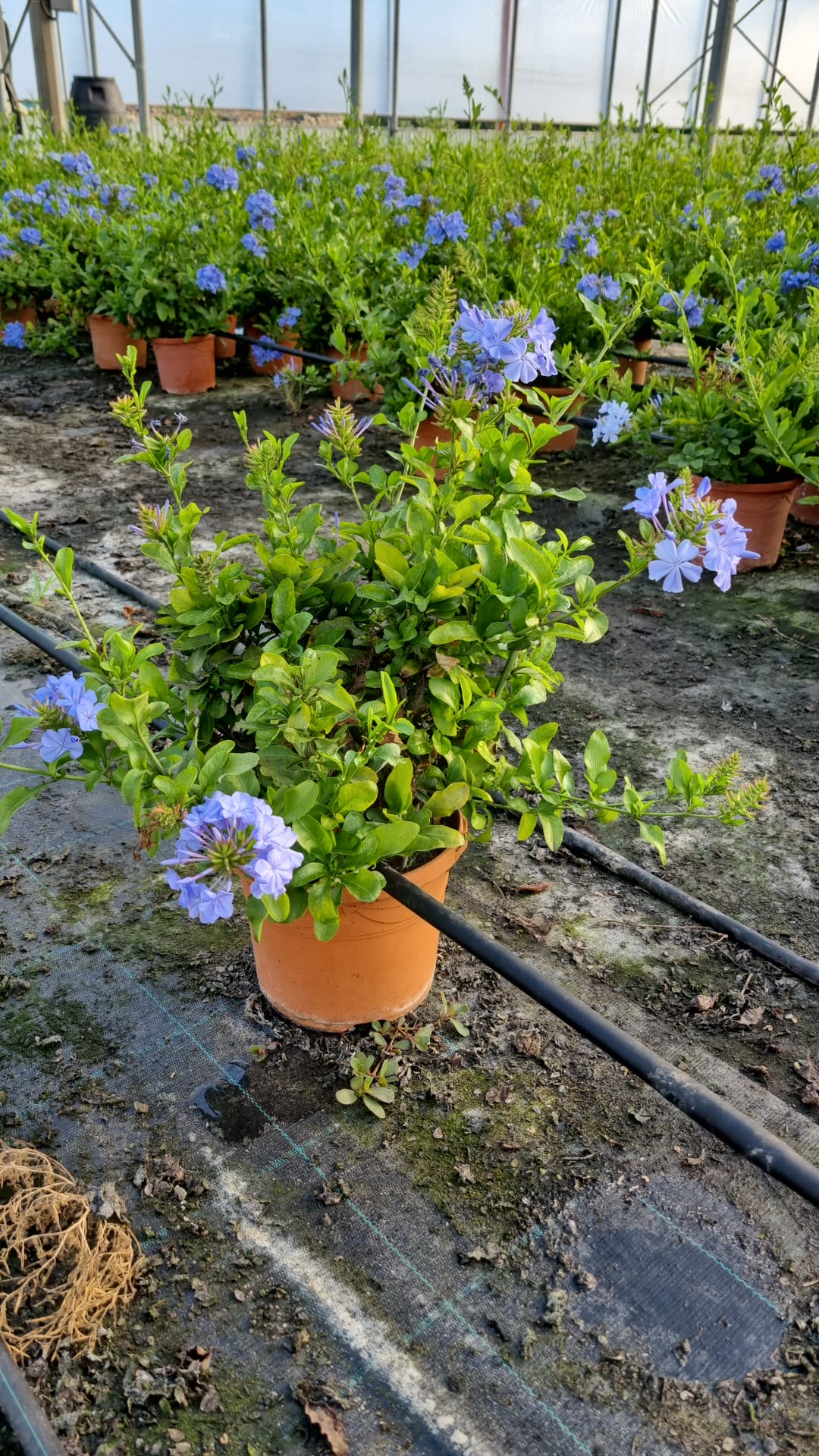 Plumbago auriculata Busch 60-90 cm - Chinesischer Bleiwurz - Pflanzen für garten oder terassen