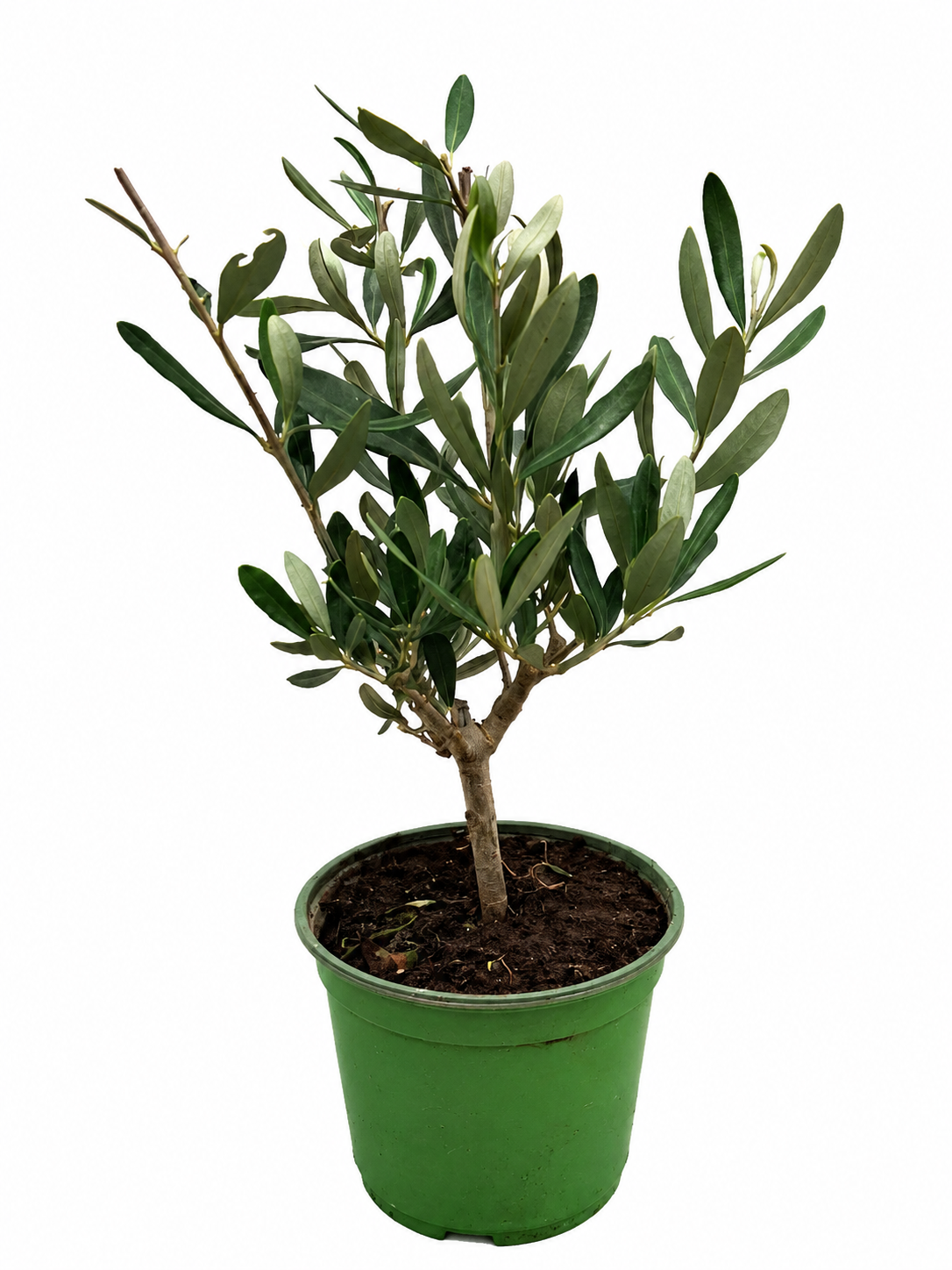 Olivenbaum Ministamm ca. 30 cm (Olea europaea) – Echter Olivenbaum, Mediterrane Kübelpflanze für Balkon, Terrasse, Wintergarten & Wohnraum