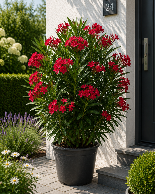 Roter Oleander Nerium oleander Einfachblüte Mediterrane Kübelpflanze Blühstrauch 50–70 cm