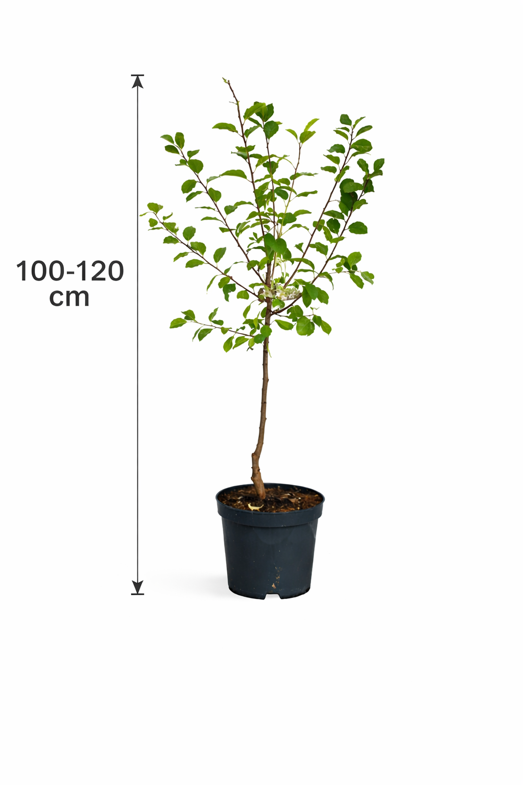Pflaume Königin Viktoria 100–120 cm – Selbstbestäubende Victoria Pflaume – Prunus domestica Victoria – Süßer Zwetschgenbaum im Topf