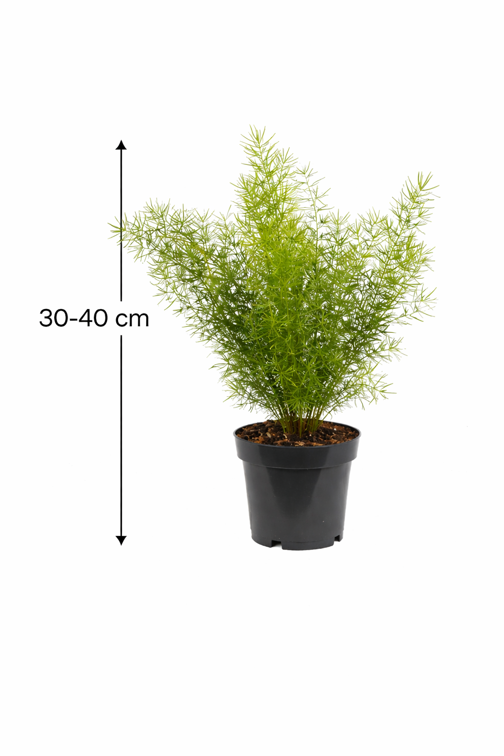 Asparagus densiflorus Sprengeri – Zierspargel Zimmerpflanze 30–40 cm – Topf Ø 12 cm – Pflegeleicht & Luftreinigend