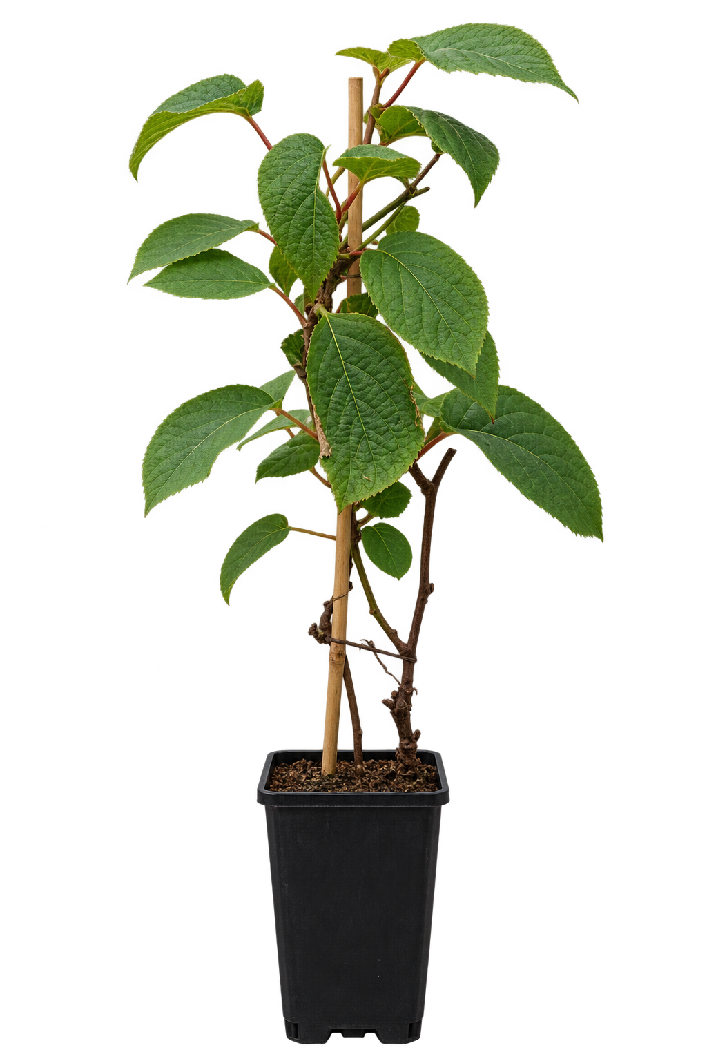 Kiwi ‘Minkimale’ – männliche Befruchterpflanze für ‘Minkigold’ – Kletterpflanze für Garten & Pergola – 40–60 cm inkl. Topf