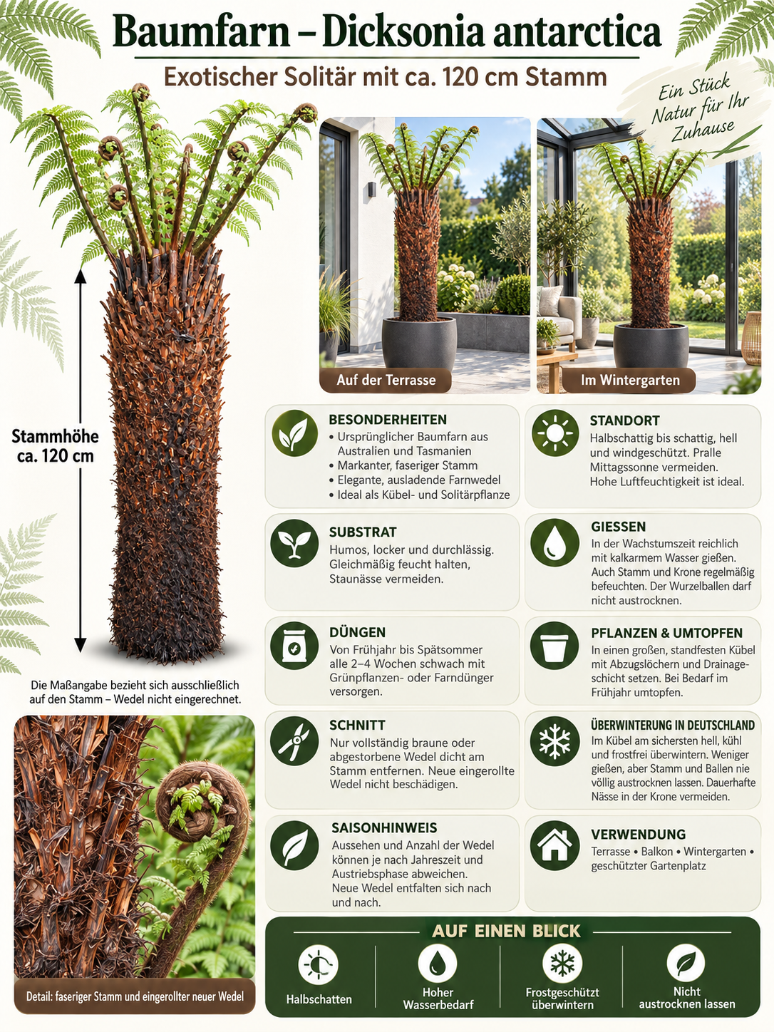 Baumfarn Dicksonia antarctica 120 cm – Australischer Taschenfarn für Kübel und Wintergarten