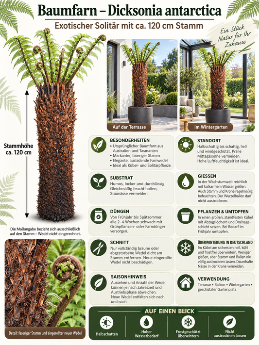 Baumfarn Dicksonia antarctica 120 cm – Australischer Taschenfarn für Kübel und Wintergarten