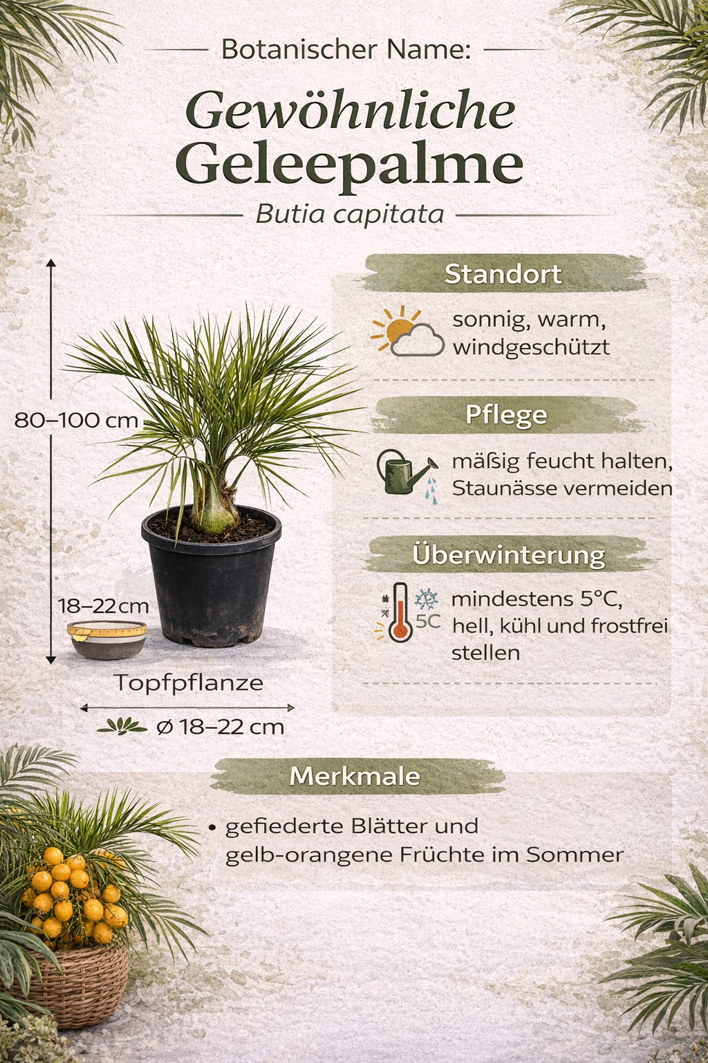 Geleepalme Butia capitata winterharte Palme 80-100 cm Kübelpflanze Jelly Palm exotische Palme winterhart
