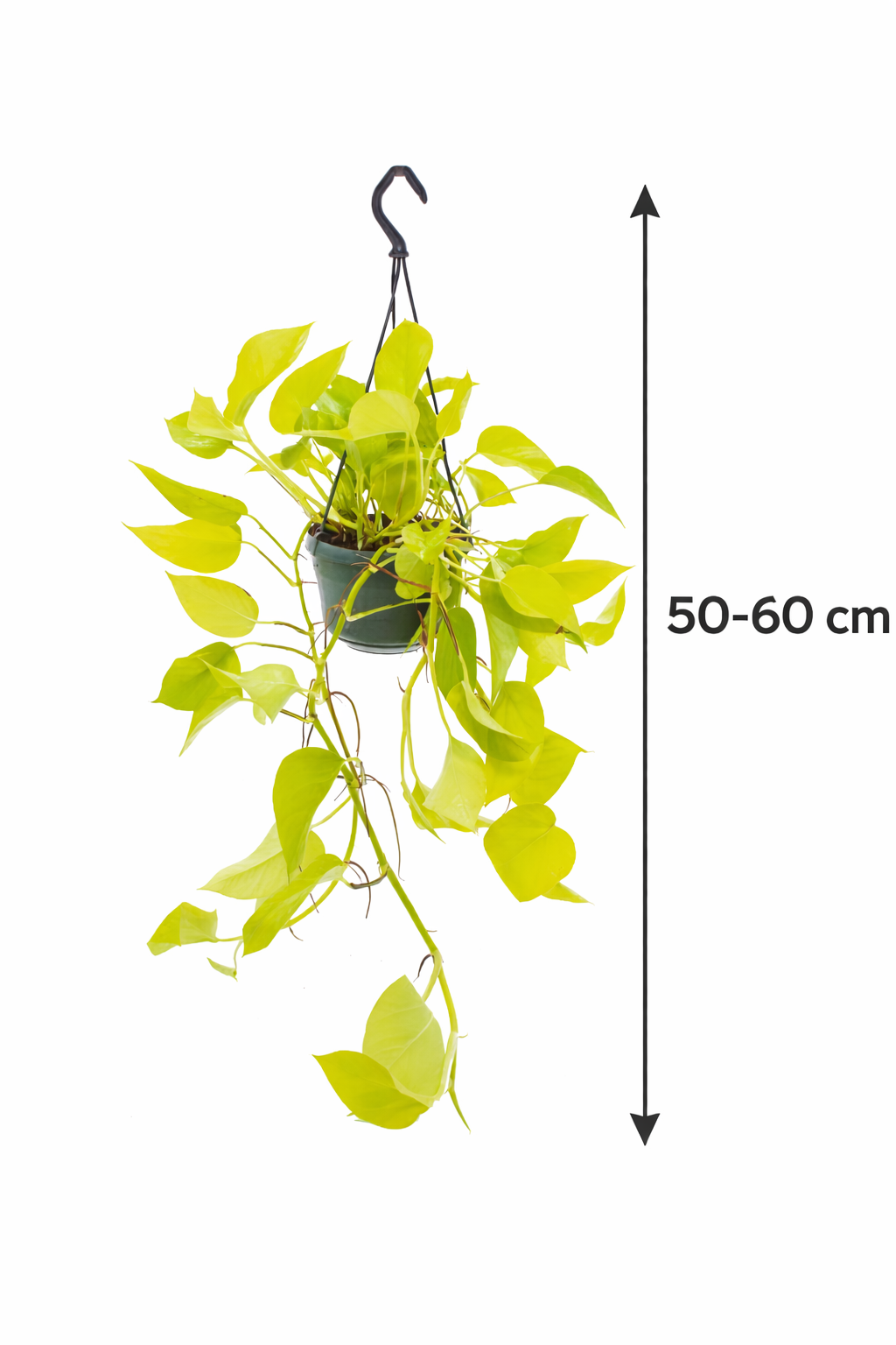 Epipremnum Golden Pothos 50–60 cm – Efeutute Ampelpflanze, pflegeleichte Rankpflanze & Hängepflanze für Innenräume