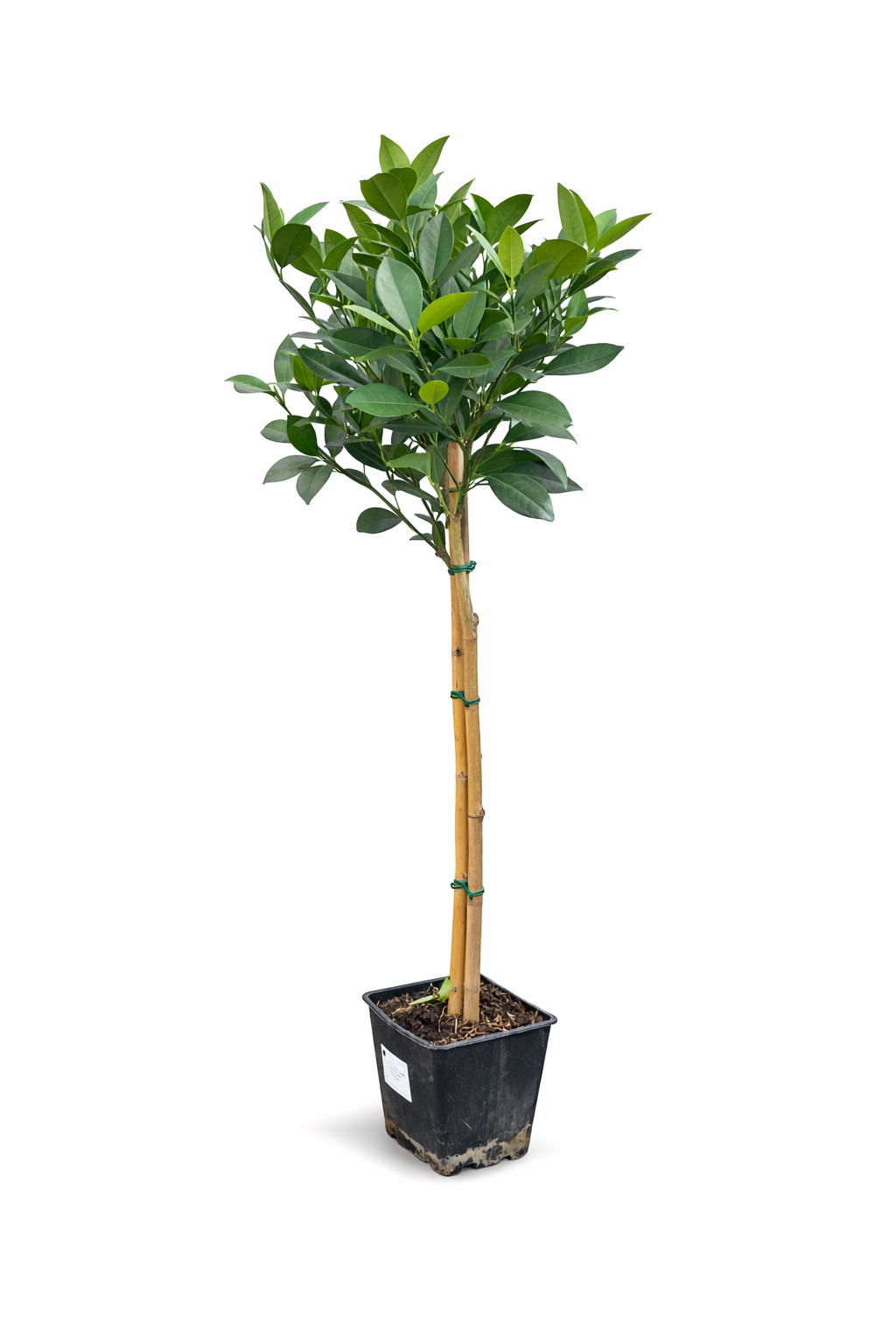 Orangenbaum Citrus sinensis 'Washington Navel' 120-140 cm – Saftige Süßorangen, ideal für Garten & Wintergarten