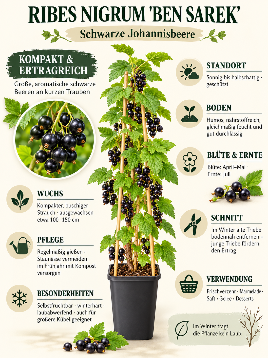 Schwarze Johannisbeere ‘Ben Sarek’ 50–70 cm – Ribes nigrum, kompakter winterharter Beerenstrauch für Garten & Kübel