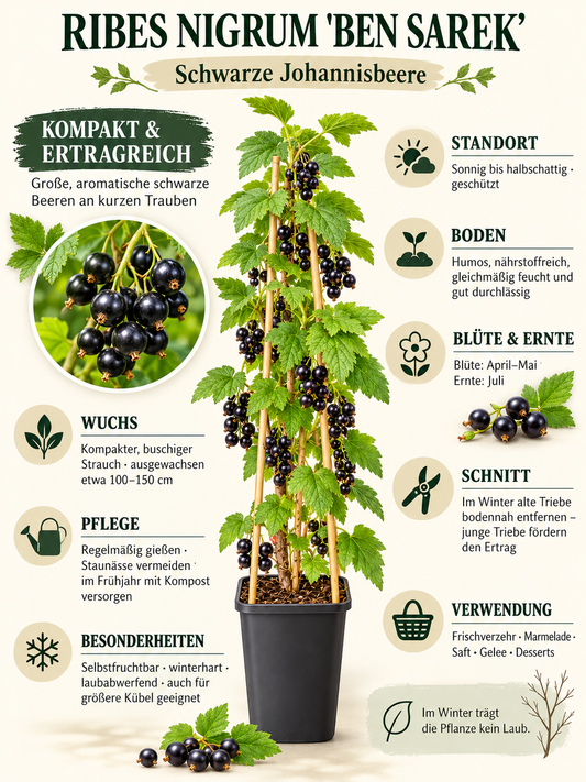 Schwarze Johannisbeere ‘Ben Sarek’ 50–70 cm – Ribes nigrum, kompakter winterharter Beerenstrauch für Garten & Kübel