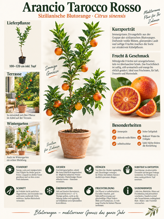 Tarocco Rosso Blutorange 100–120 cm – Citrus sinensis Orangenbaum für Terrasse und Wintergarten
