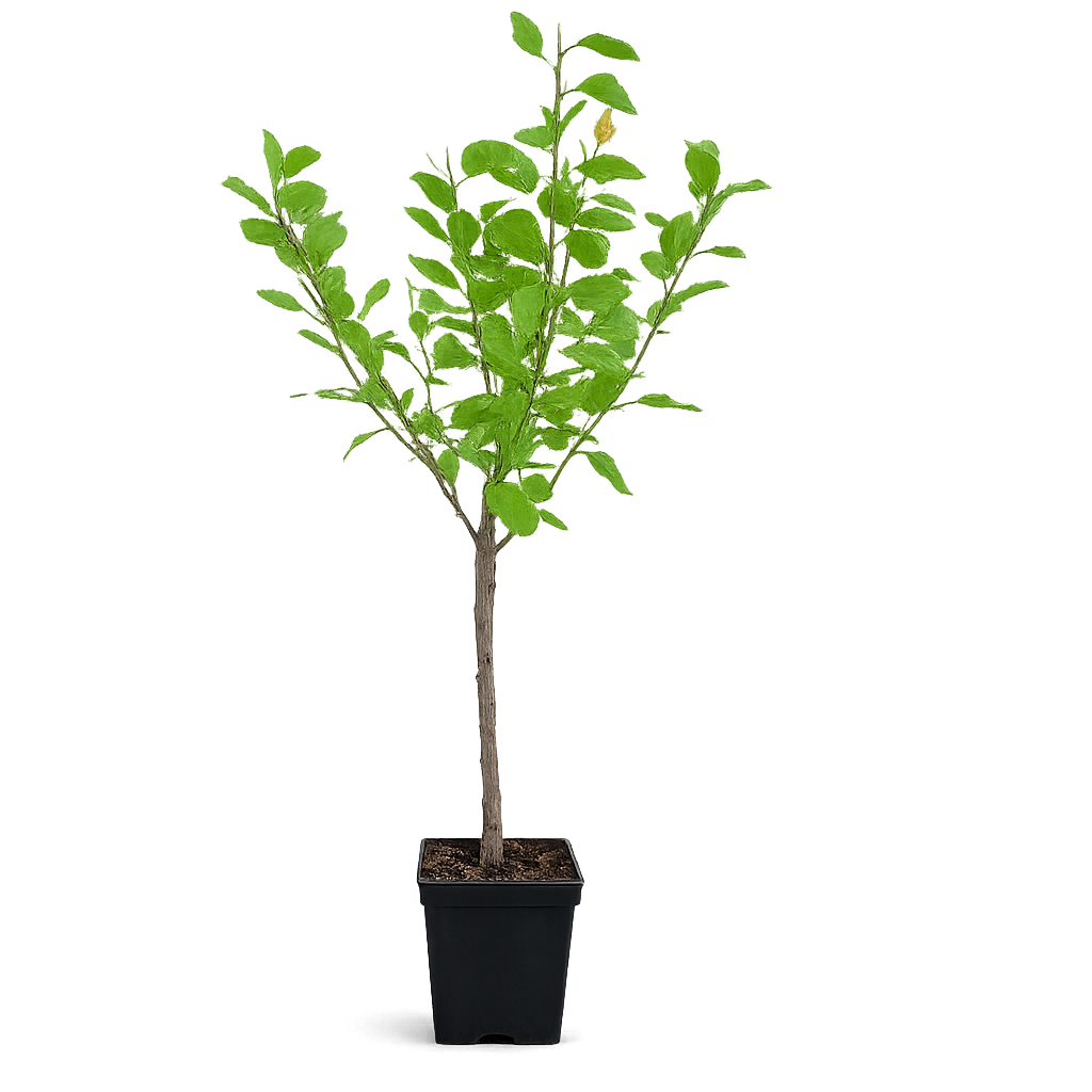 Pflaumenbaum ‘Reine Claude d’Althan’ 100–120 cm – Edelpflaume, Reneklode, Obstbaum winterhart
