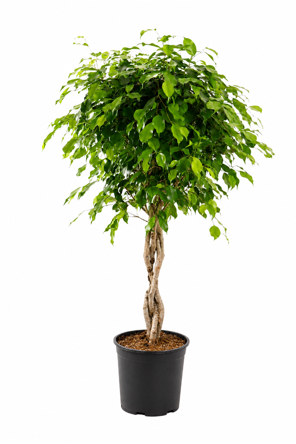 Birkenfeige Ficus Benjamina Exotica Stämmchen ca 120 cm – Pflegeleicht –  Blumen-Senf®