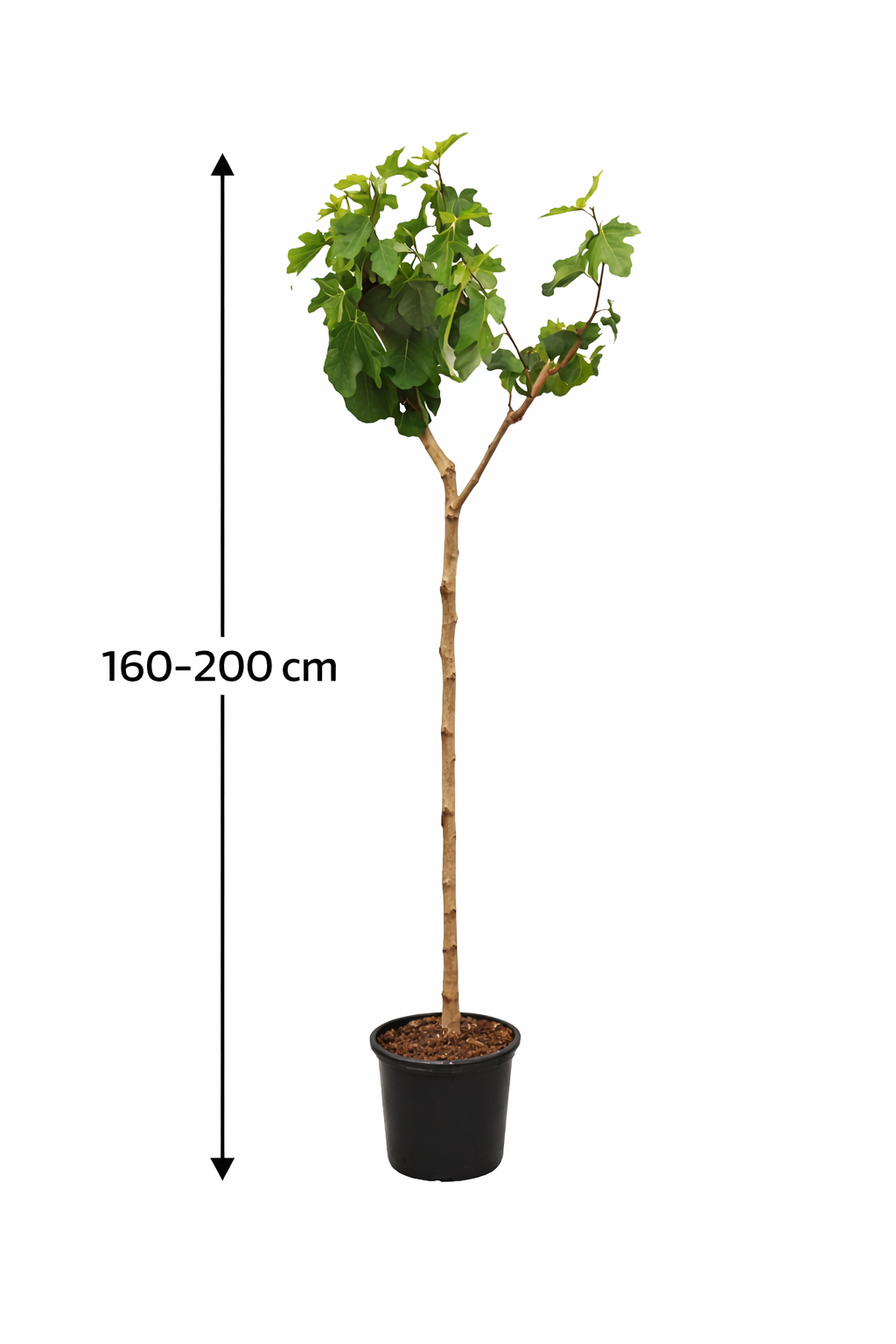 Feigenbaum Brown Turkey 160–200 cm – Echte Feige Ficus carica winterhart & ertragreich