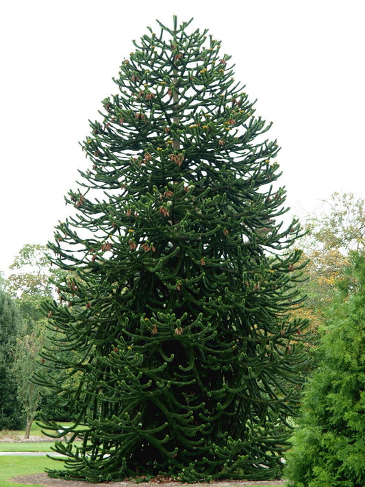 Chilská okrasná jedle cca. 40 cm - Jedle andská - Araucaria araucana - Hadí strom - Šupinatá jedle - Opičí ocas