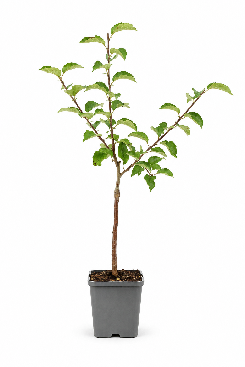 Apfelbaum ‘Jonagold’ 100–120 cm – Malus domestica | Aromatischer Winterapfel für Garten, Terrasse & Obstwiese