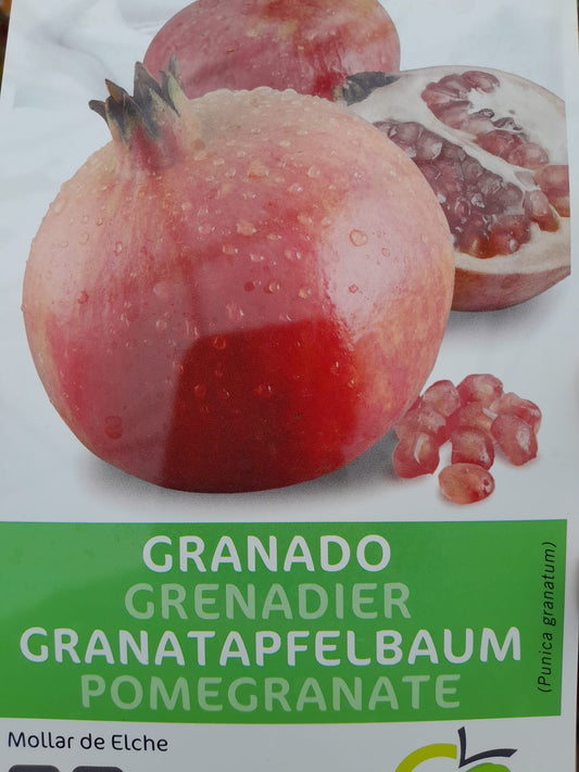 Angebot 2 STÜCK Granatapfel 'Mollar de Elche' 150-190 cm Hochstamm - Punica Granatum - Obstbaum - Granatäpfel