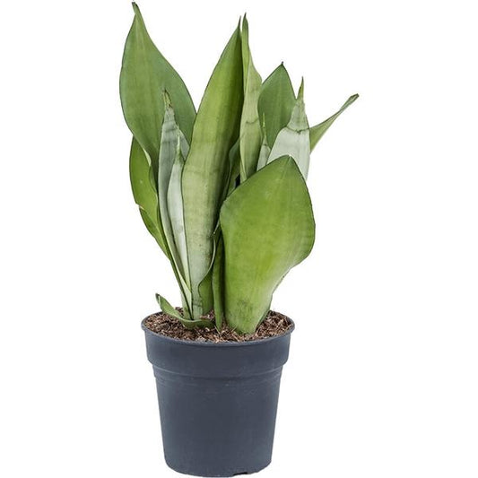 Sansevieria Moonshine ca. 70 cm Bogenhanf Zimmerpflanze