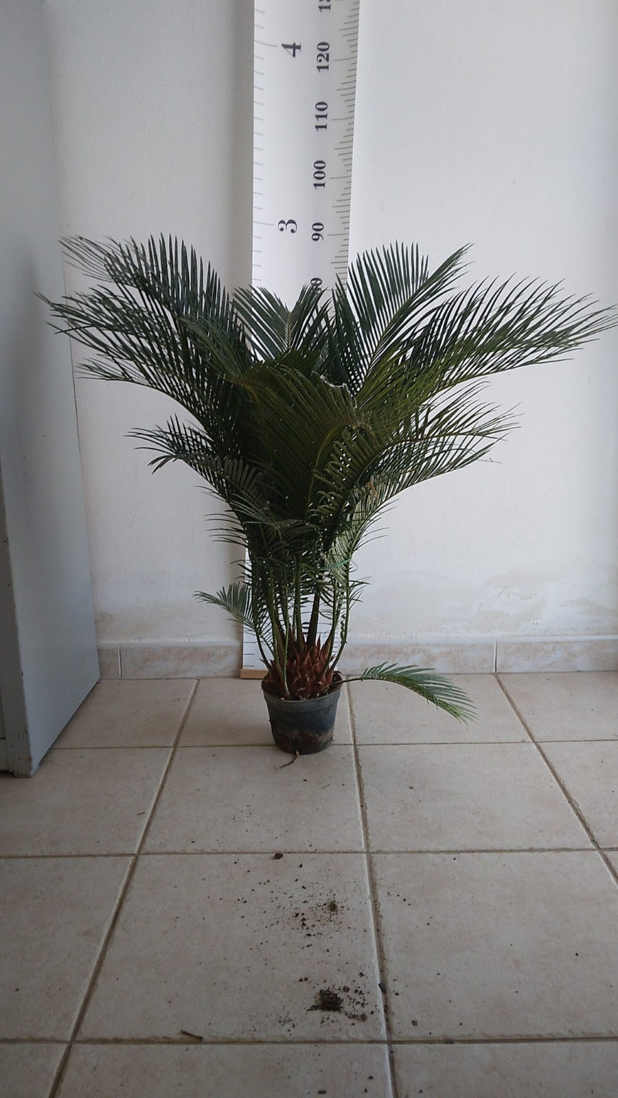 Angebot: Cycas Revoluta 80-100 cm – Exotischer Sagopalmfarn, Pflegeleichte Zimmerpflanze für Ihr Zuhause