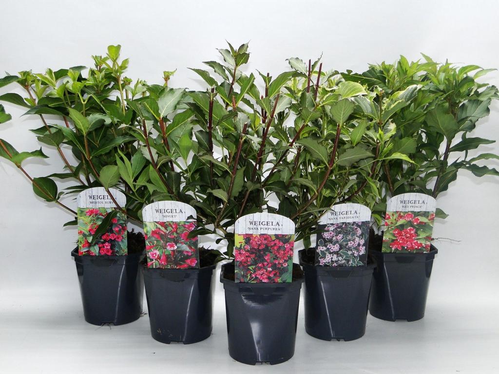 Weigelie (Weigela florida) – Blühstrauch 40–60 cm im Topf | Zierstrauch für Garten & Hecke