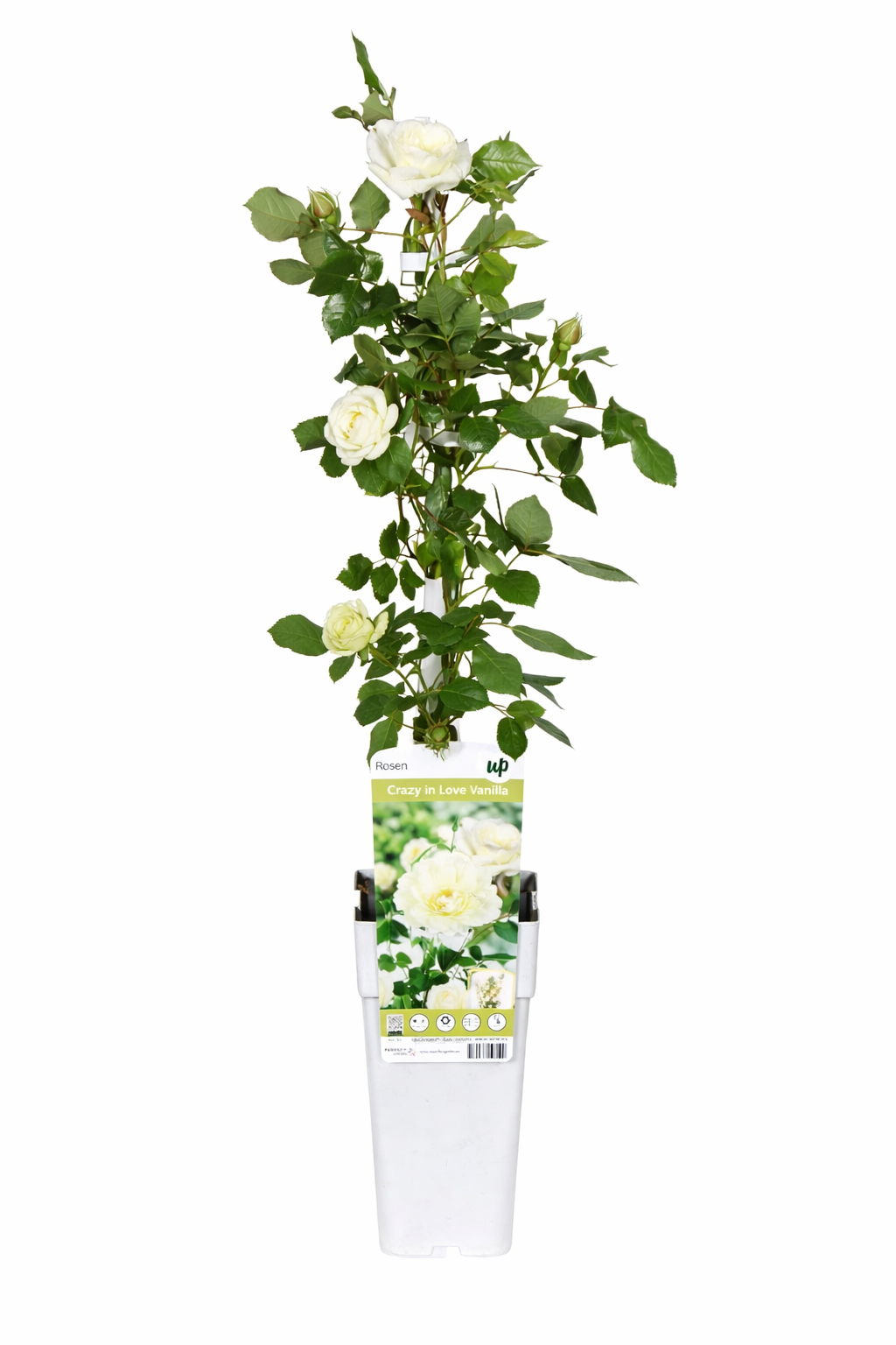 Kletterrose „Crazy in Love Vanille“ 50-70 cm Duftende Edelrose, öfterblühend, winterhart, Gartenrose, Rankrose