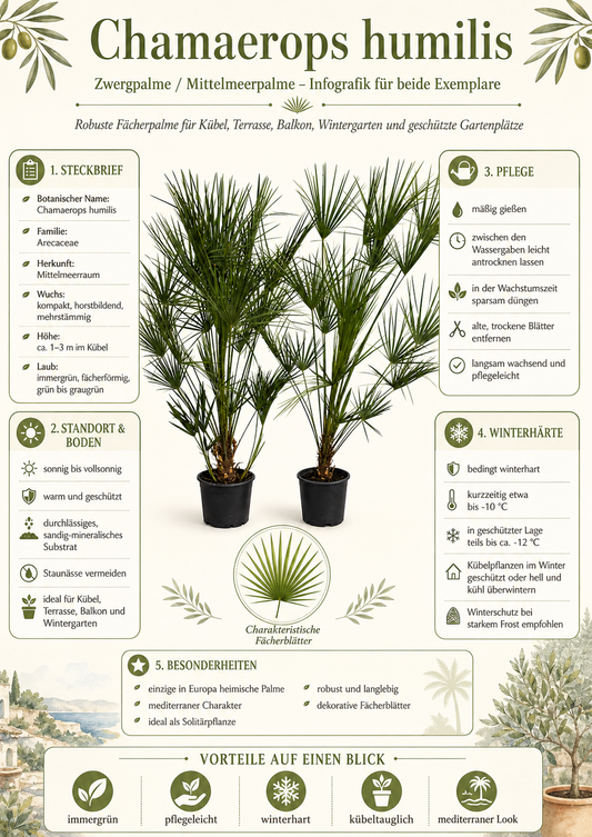 2 Stück Zwergpalme 160–200 cm – Chamaerops humilis | Winterharte Europäische Fächerpalme für Garten & Terrasse