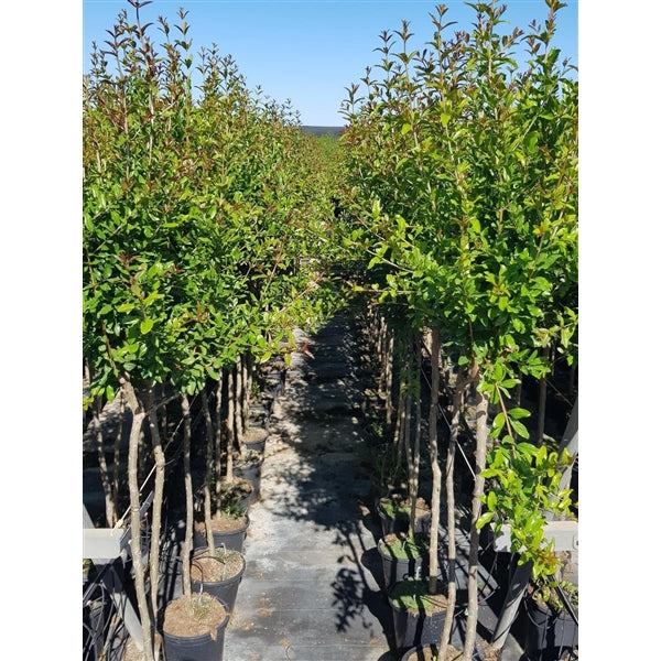 Granatapfelbaum ‘Tendral de Valencia’ (Punica granatum) – Obstbaum, essbare Granatäpfel – ca. 150–190 cm, winterhart im Kübel, mediterrane Pflanze für Garten & Terrasse