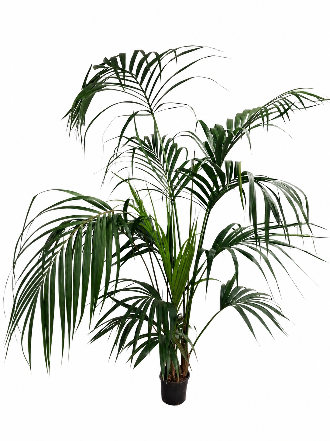 XXL Kentia Palme bis 220 cm – Howea forsteriana Zimmerpalme Indoor Palme große Wohnzimmerpalme