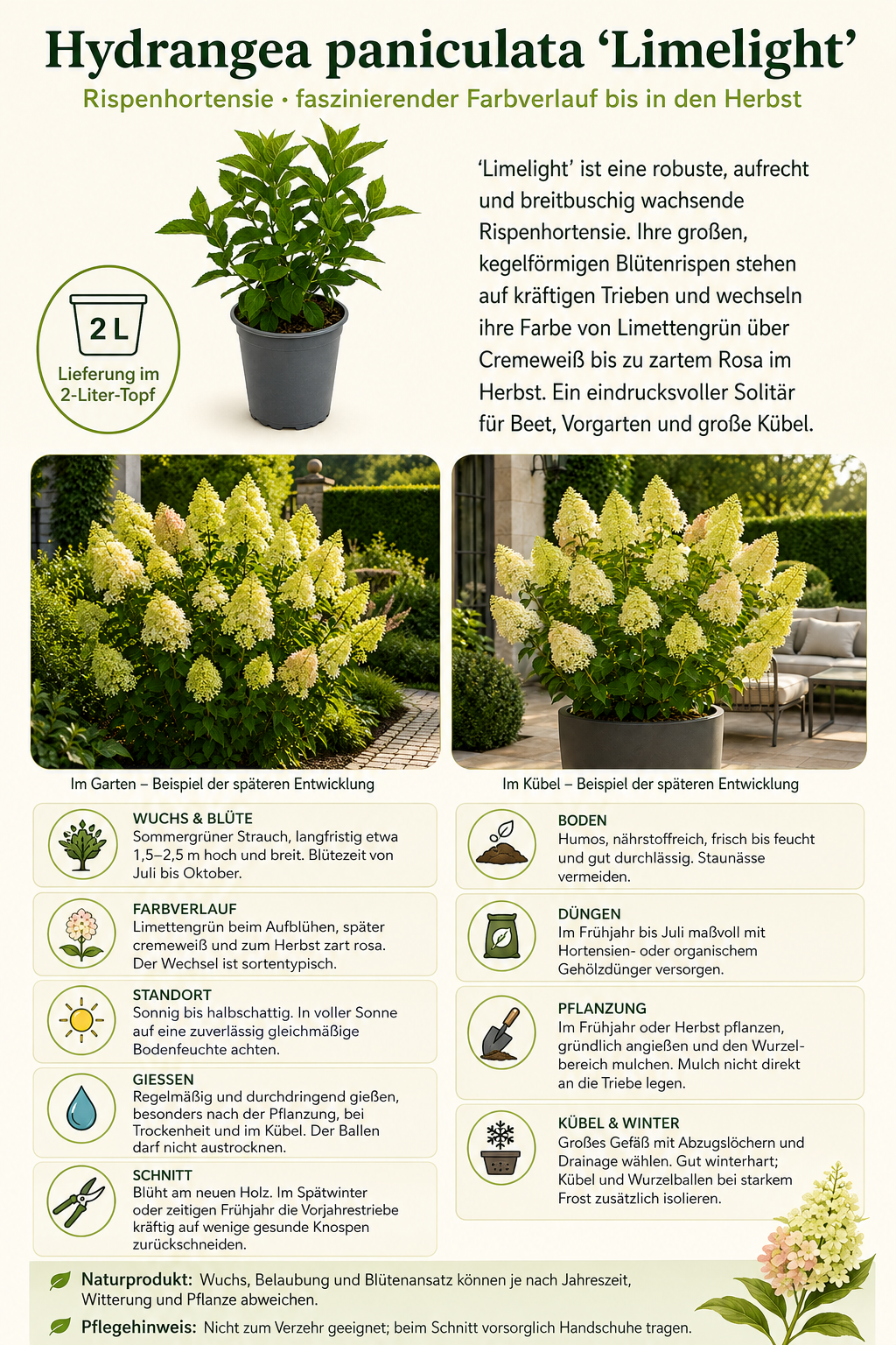 Rispenhortensie Limelight – Hydrangea paniculata im 2-Liter-Topf – winterharte Gartenhortensie