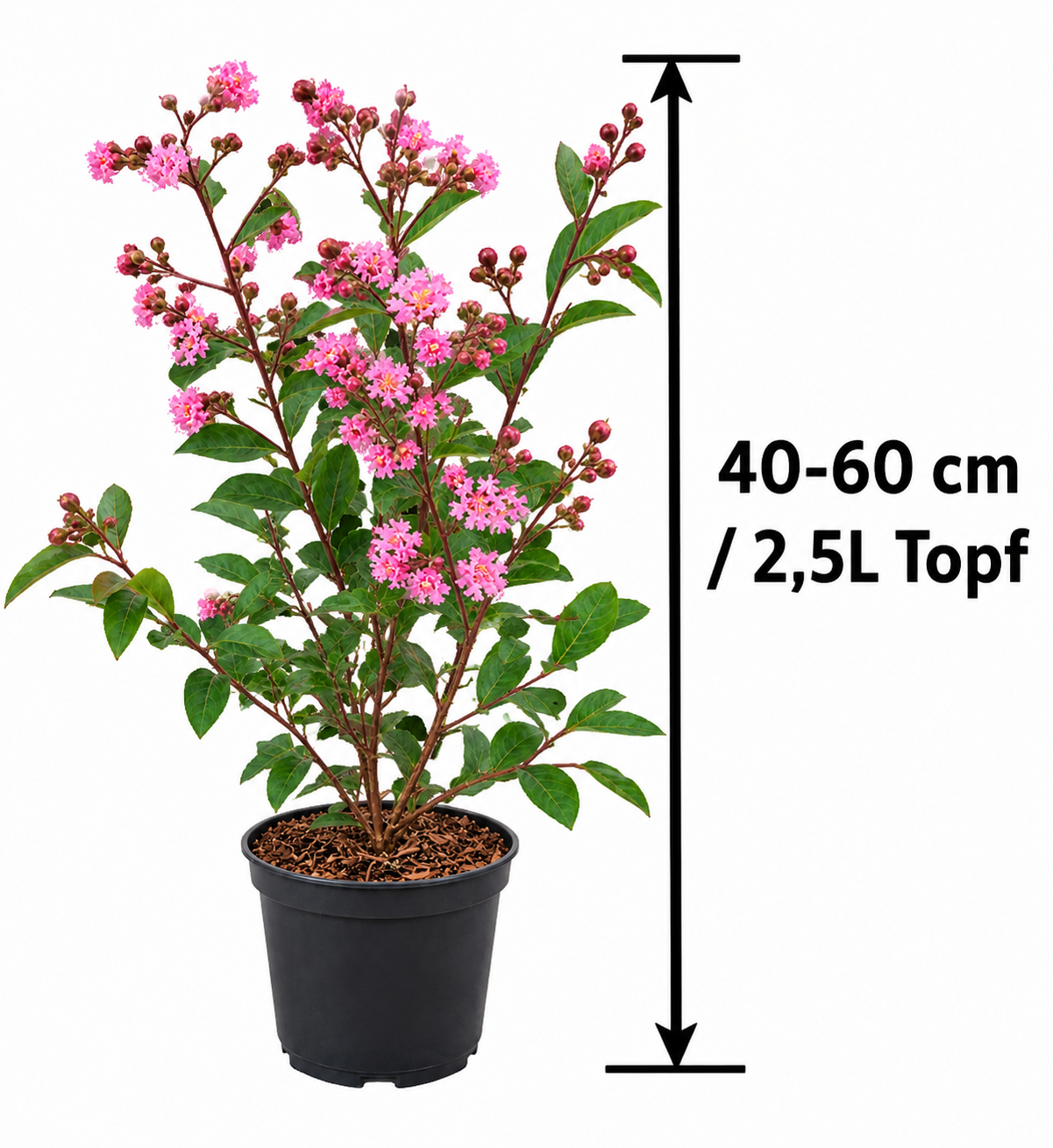 Lagerstroemia indica Petite Red 40–60 cm – Rote Zwerg-Kreppmyrte im 2,5-Liter-Topf – Flieder des Südens für Garten und Kübel