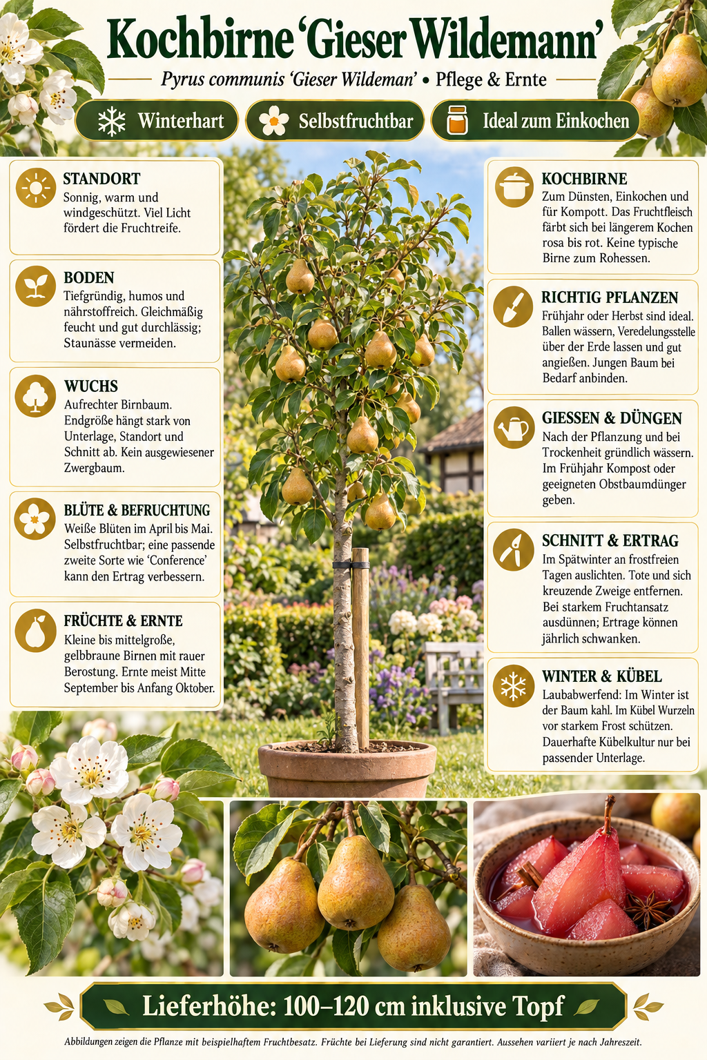 Pyrus communis 'Gieser Wildeman' 100-120 cm hrušeň hrušeň hruška vaření hruška