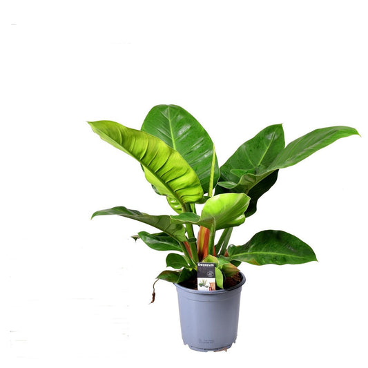 Philodendron Imperial Green – Immergrüne Zimmerpflanze ca. 40 cm | Baumfreund Philodendron | Pflegeleicht & Luftreinigend