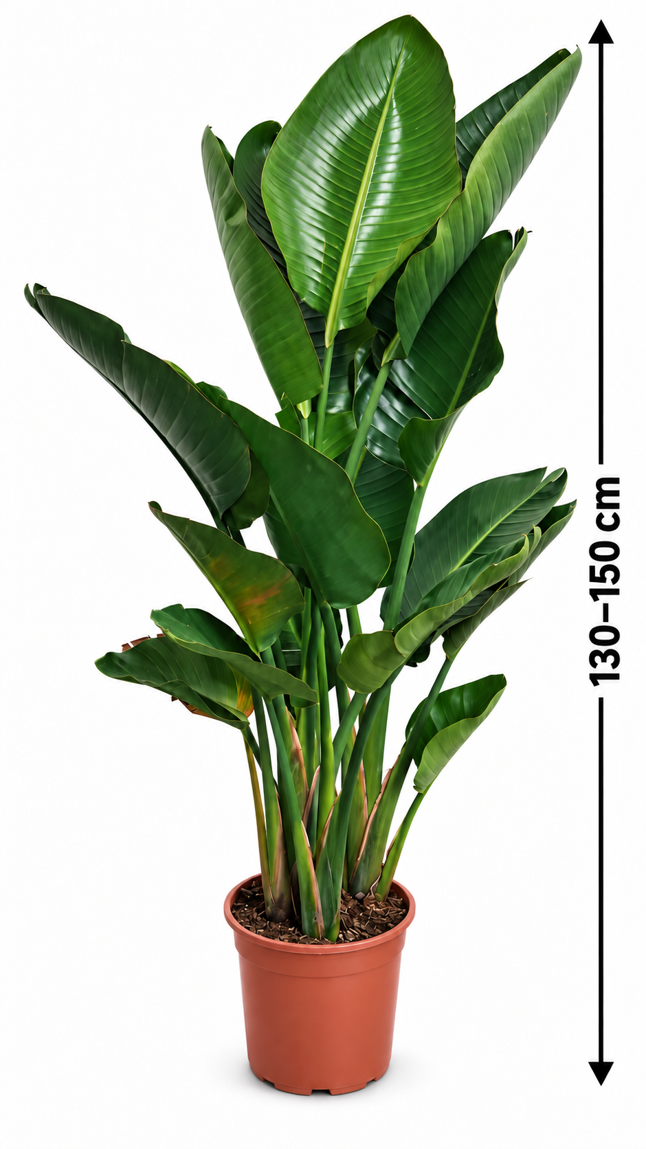 Strelitzia augusta 130–150 cm – Weiße Paradiesvogelblume, große Zimmerpflanze für Wohnzimmer & Wintergarten