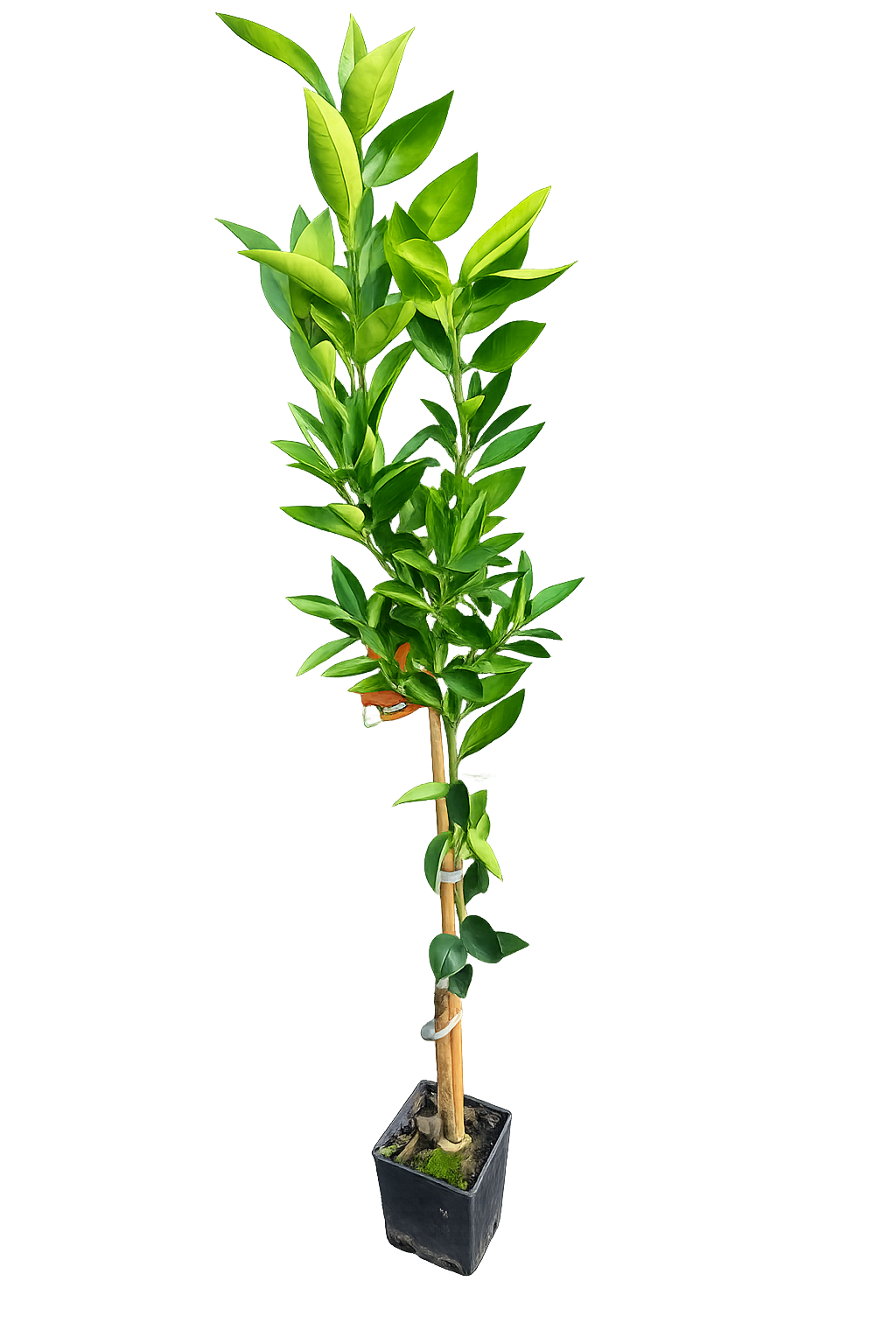 Zitronenbaum Clementine Spinoso (120-150 cm) – Süße Clementine für deinen Garten