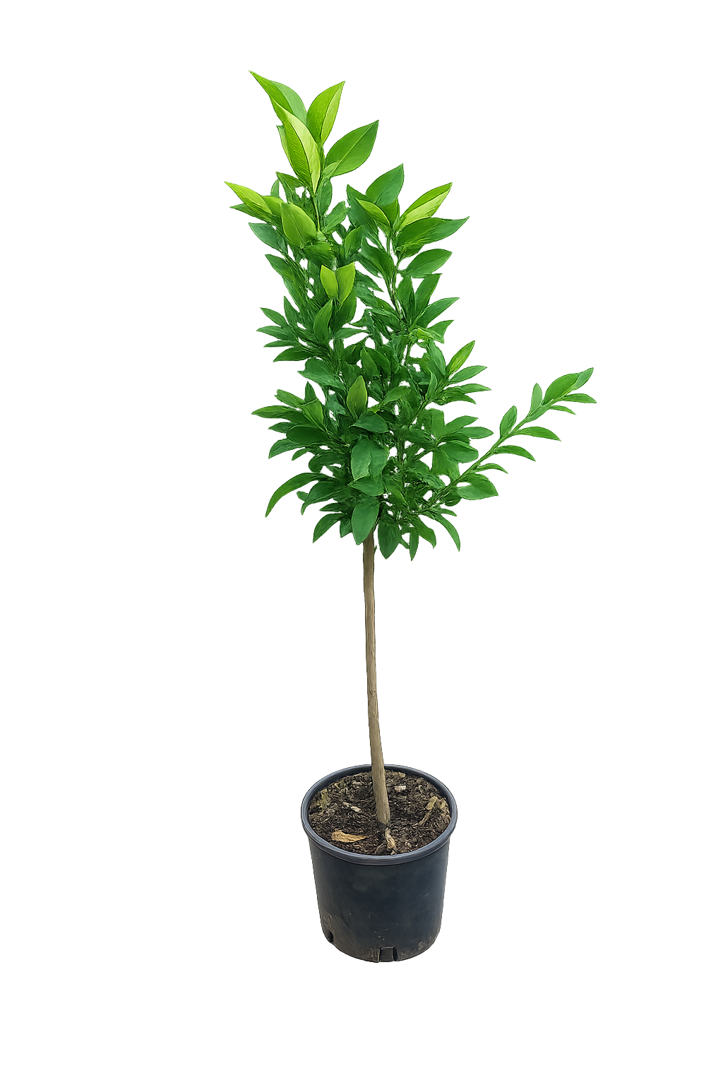 Satsuma Mandarinenbaum 130–160 cm Citrus unshiu winterharte Mandarine Japanische Mandarine Mandarinenbaum