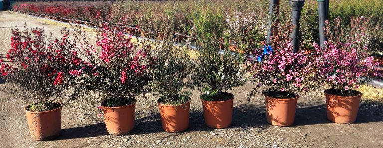 Südseemyrte 25-30 cm Leptospermum scoparium - Manuka