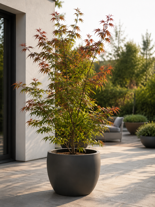 Acer palmatum Phoenix ca. 30 cm – Japanischer Fächerahorn, roter Zierahorn für Garten und Kübel