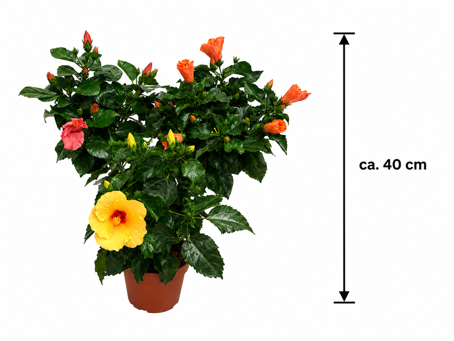 3 Stück Hibiscus rosa-sinensis XXL ca. 40 cm | Chinesischer Hibiskus | Zimmerhibiskus | Blühpflanze | Roseneibisch