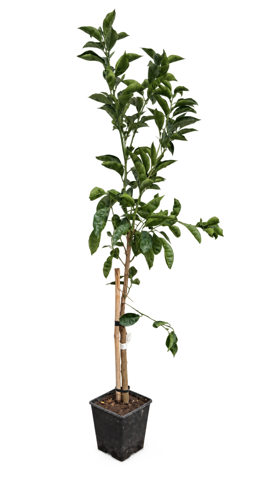 Tarocco TDV Blutorange 100–120 cm – Citrus sinensis Orangenbaum für Terrasse und Wintergarten