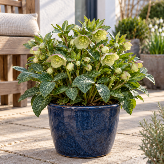 Helleborus lividus ‘Purple Ear’ – Mallorquinische Nieswurz mit marmoriertem Laub für Terrasse & Kübel – 15–20 cm inkl. Topf