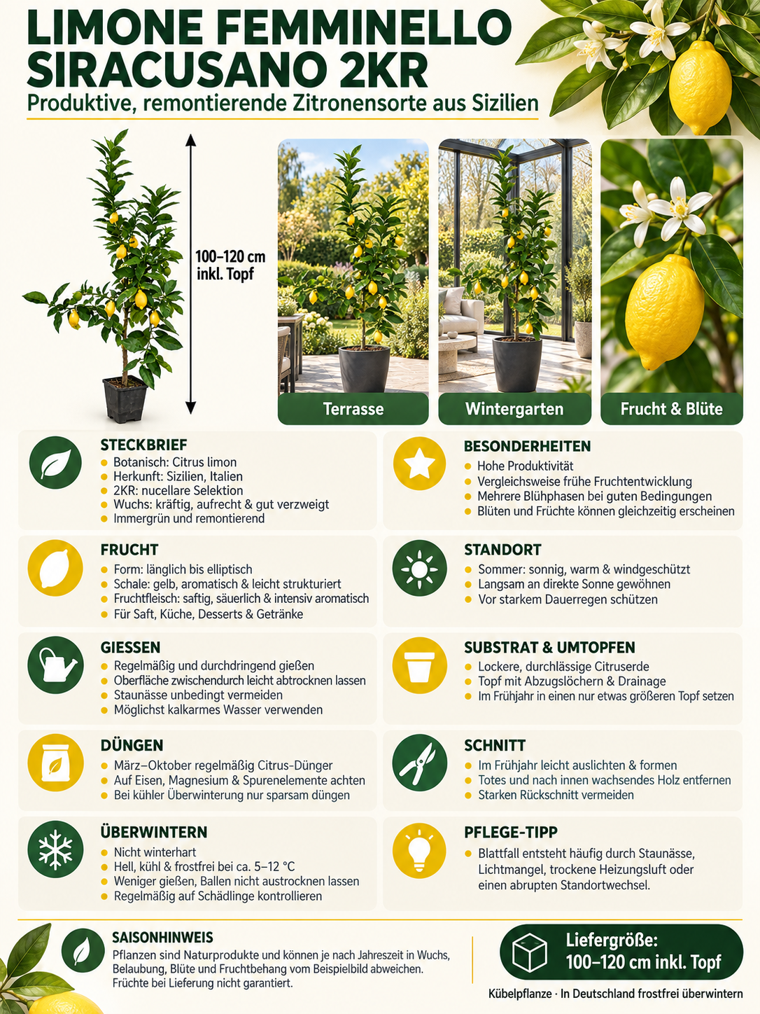 Limone Femminello Siracusano 2KR Zitronenbaum 100–120 cm – Sizilianische Zitrone für Terrasse und Wintergarten