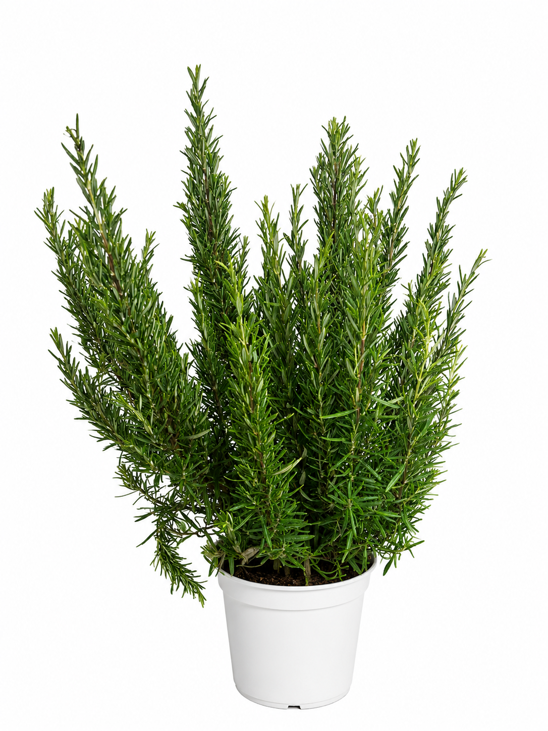 XXL Rosmarin 40–60 cm – Echter Rosmarin (Salvia rosmarinus / Rosmarinus officinalis) Gewürzpflanze, Kräuterpflanze, mediterrane Küchenpflanze