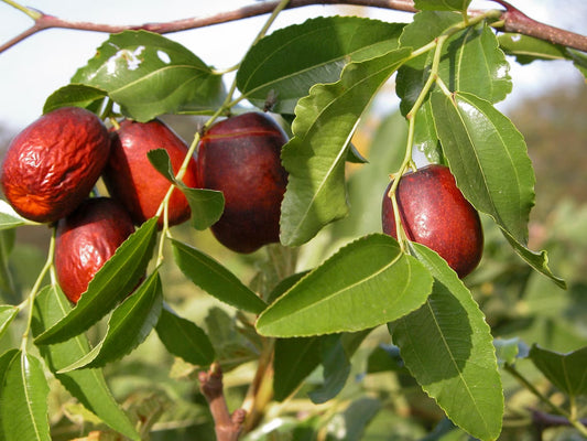 Ziziphus jujuba 150-200cm - große chinesische Dattel - winterharte Pflanze Rote Dattel - Azufaifa