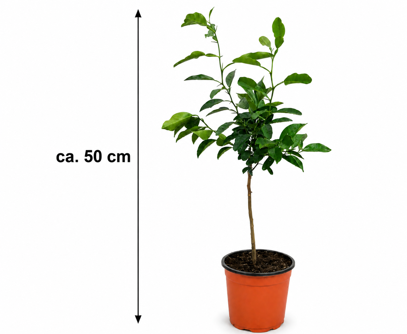 Orangenbaum ‘Navelina’ als Stämmchen ca. 50 cm – Citrus sinensis, mediterrane Zitruspflanze für Balkon und Terrasse