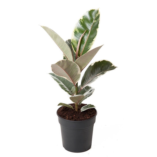 Weissbunter Gummibaum 50-60 cm Ficus elastica Tineke