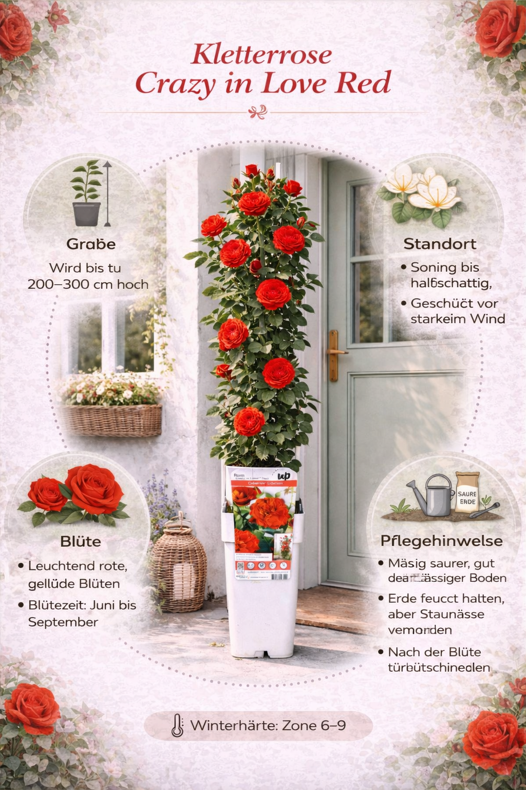 Kletterrose Crazy in Love Rot 50–70 cm – Duftrose, rote Gartenrose, winterhart, rankende Rose für Garten & Balkon