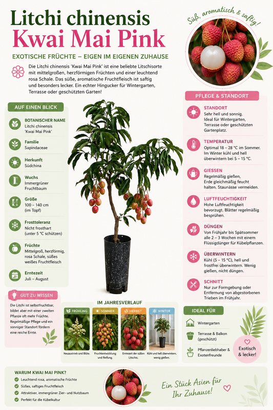 Litschi Kwai Mai Pink (Litchi chinensis Kwai Mai Pink) – Litschibaum, Lychee Pflanze, exotischer Obstbaum, immergrüne Kübelpflanze